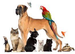 Sell Or Buy Your Pet
